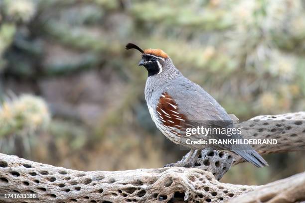 gambel di quaglia - deserto del sonoran foto e immagini stock