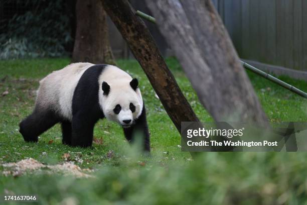 Giant panda, Xiao Qi Ji is seen in his enclosure at the Smithsonian National Zoological Park on Sunday October 22, 2023 in Washington, DC. The pandas...