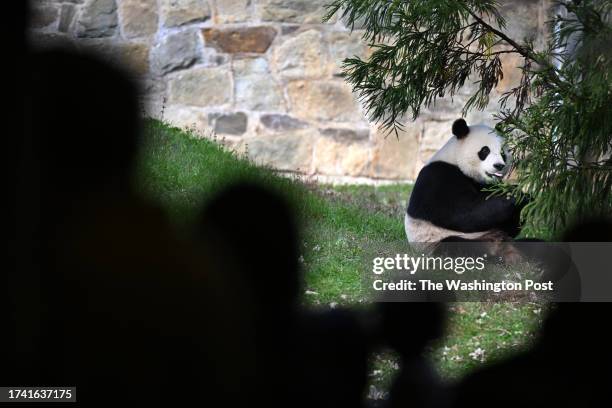 Giant panda, Xiao Qi Ji is seen in his enclosure at the Smithsonian National Zoological Park on Sunday October 22, 2023 in Washington, DC. The pandas...