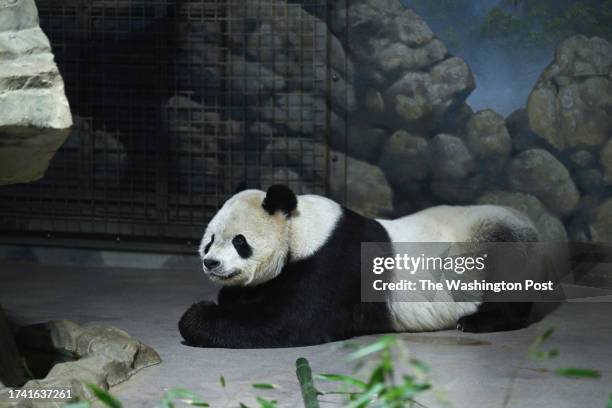 Giant panda, Tian Tian is seen in his enclosure at the Smithsonian National Zoological Park on Sunday October 22, 2023 in Washington, DC. The pandas...