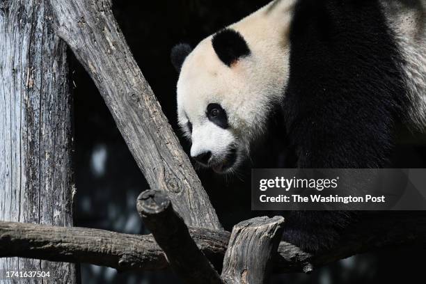 Giant panda, Xiao Qi Ji is seen in his enclosure at the Smithsonian National Zoological Park on Sunday October 22, 2023 in Washington, DC. The pandas...