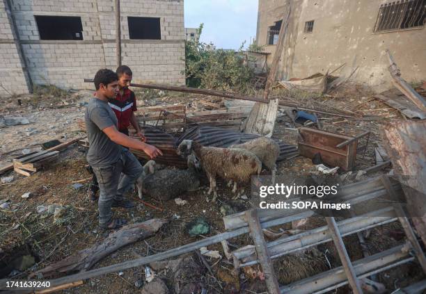 Palestinians inspect sheep that were injured following an Israeli airstrike in a residential area in the city of Khan Yunis in the southern Gaza...