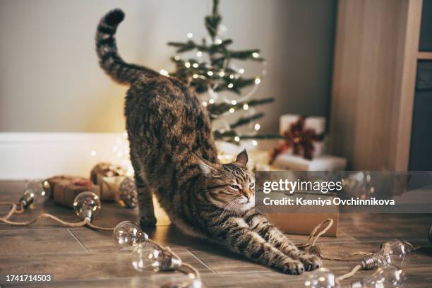 tabby and happy cat. christmas season 2024, new year, holidays and celebration - cat with red hat foto e immagini stock