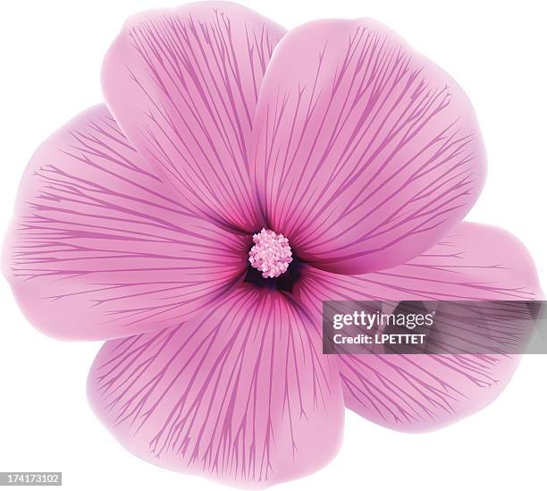 stockillustraties, clipart, cartoons en iconen met lavatere flower - vector illustration - kaasjeskruid