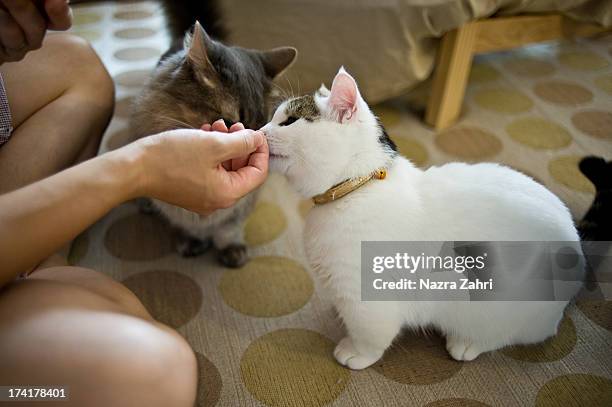 pet owner feeding cats - munchkin cat bildbanksfoton och bilder