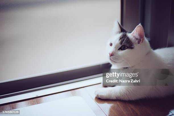 munchkin cat sitting by window - tabby munchkin cat bildbanksfoton och bilder