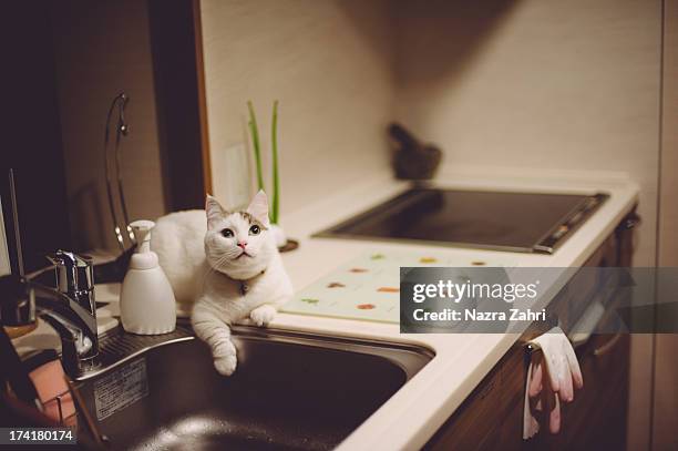munchkin cat sitting by the sink - tabby munchkin cat bildbanksfoton och bilder
