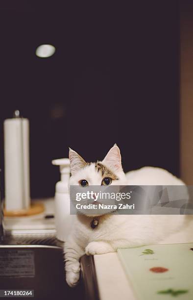 munchkin cat sitting by the sink - tabby munchkin cat bildbanksfoton och bilder