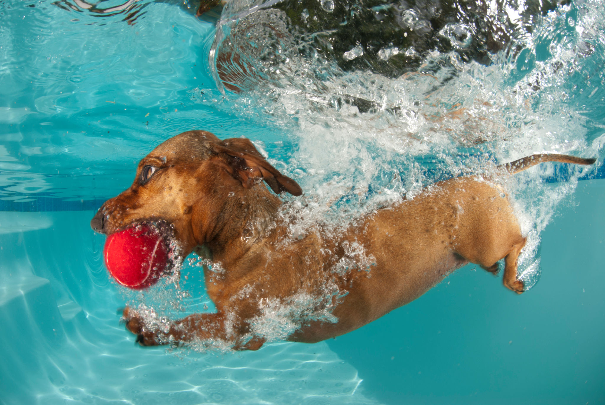 dog retrieving ball underwater dog retrieving ball underwater