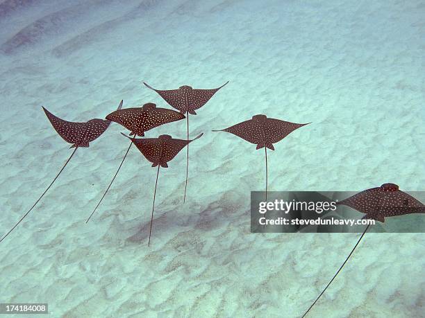 spotted eagle rays keauhou bay, big isla - 斑點鷹魟 個照片及圖片檔