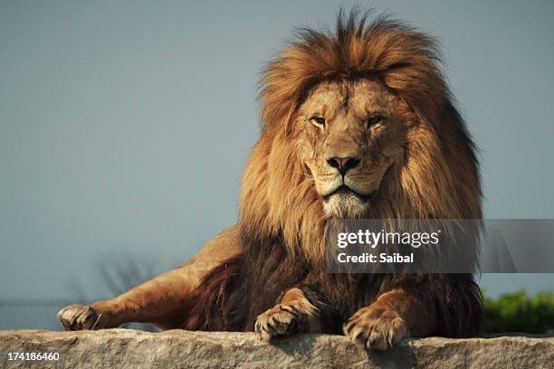 lion - lion feline stock pictures, royalty-free photos & images