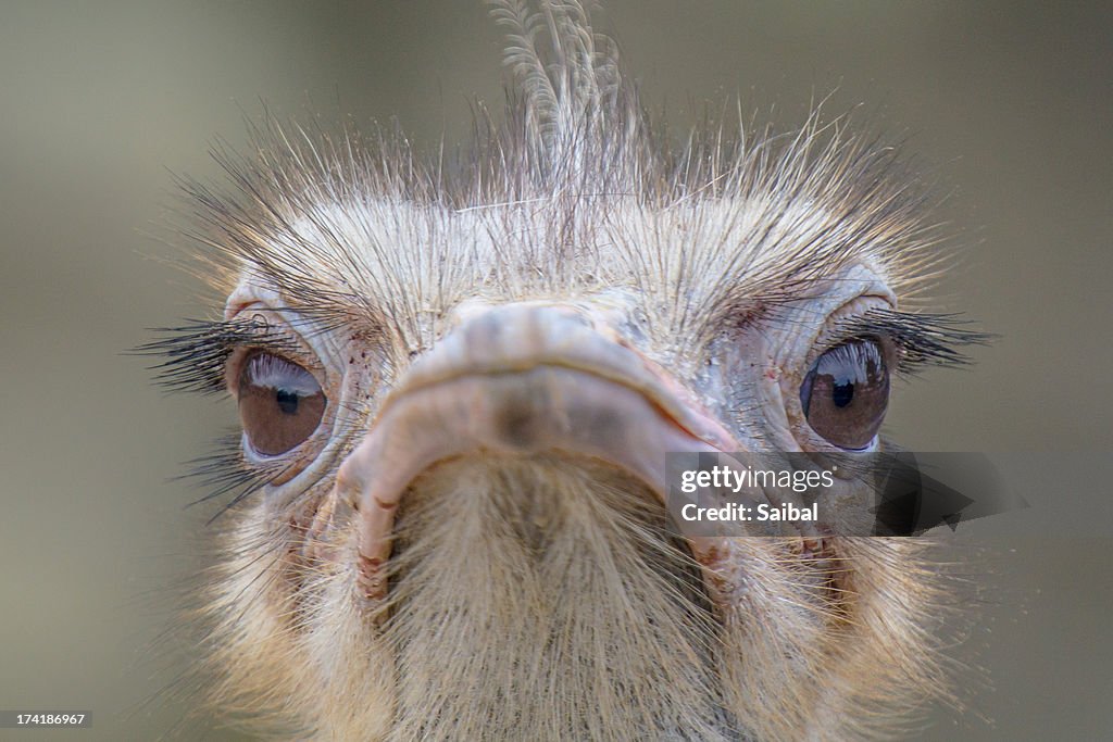 Hmmmm - Ostrich Bird