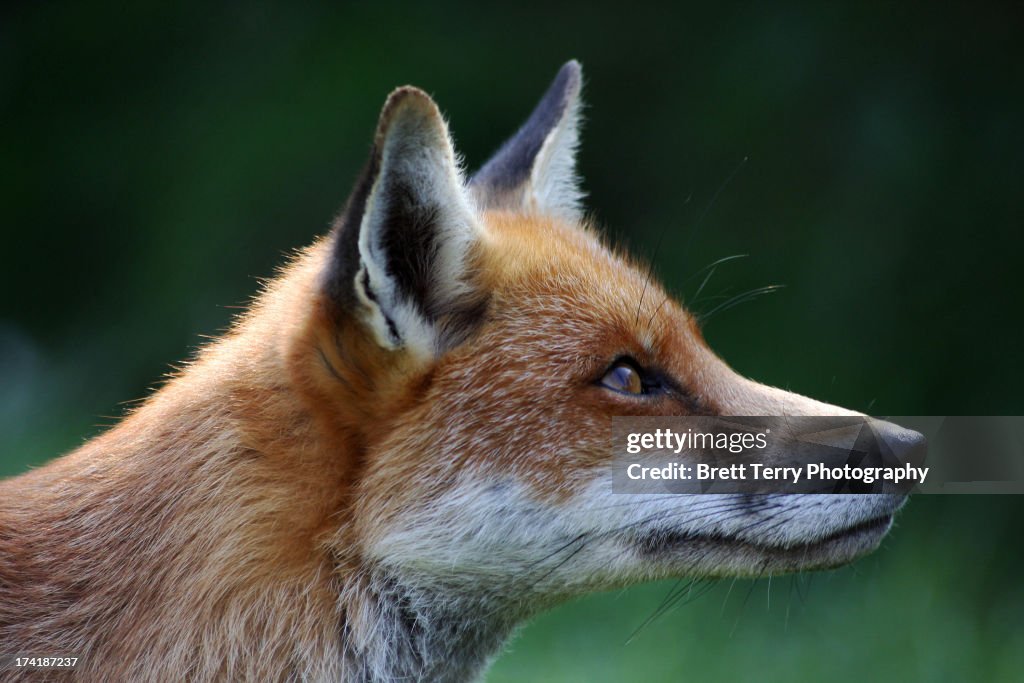 Fox profile