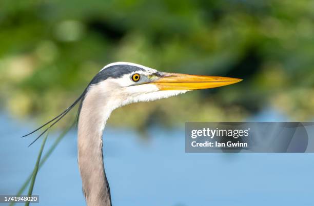 great blue heron - ian gwinn fotografías e imágenes de stock