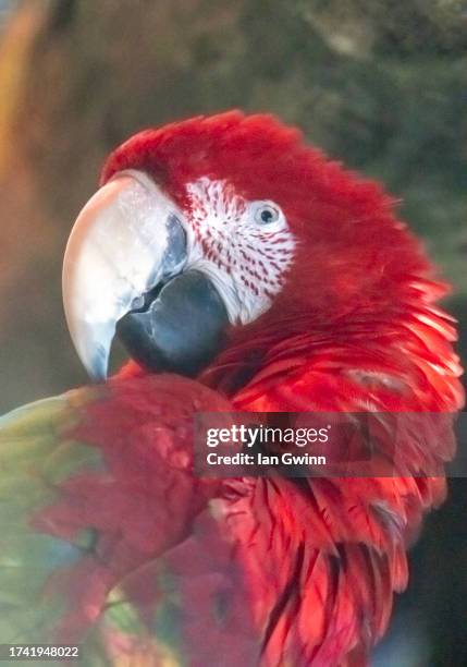 green-winged macaw - ian gwinn 個照片及圖片檔