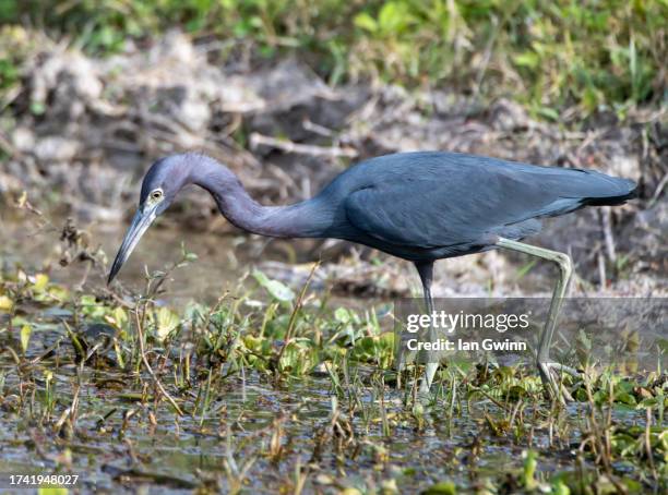 lesser blue heron - ian gwinn 個照片及圖片檔