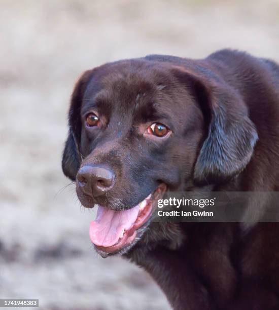 chocolate lab - ian gwinn fotografías e imágenes de stock