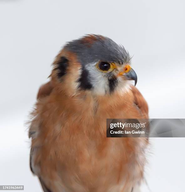 kestrel - ian gwinn fotografías e imágenes de stock