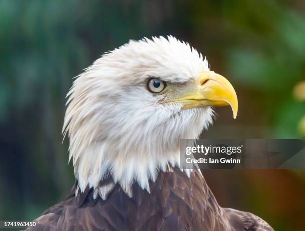 bald eagle_2 - ian gwinn fotografías e imágenes de stock