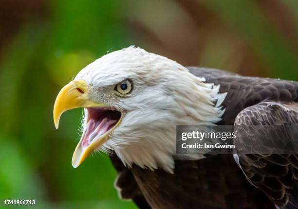 bald eagle_1 - ian gwinn fotografías e imágenes de stock