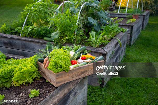 homegrown produce - flower bed stock pictures, royalty-free photos & images