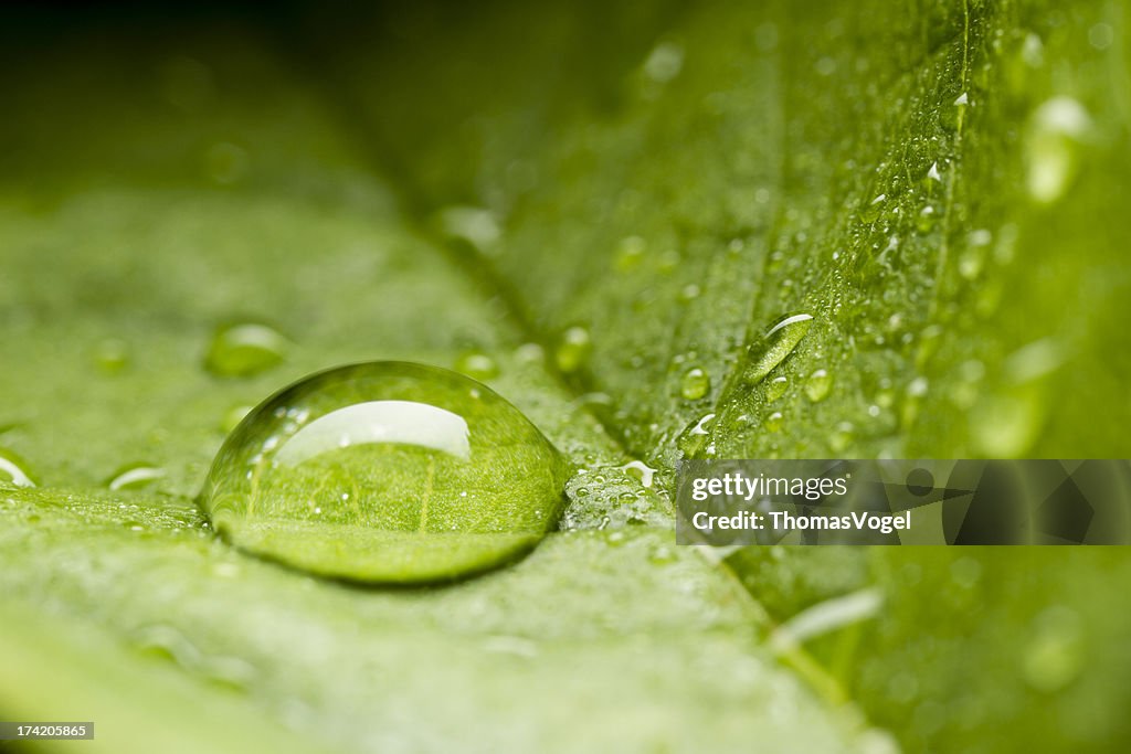 Drop on Leaf - Green Nature Water Environment