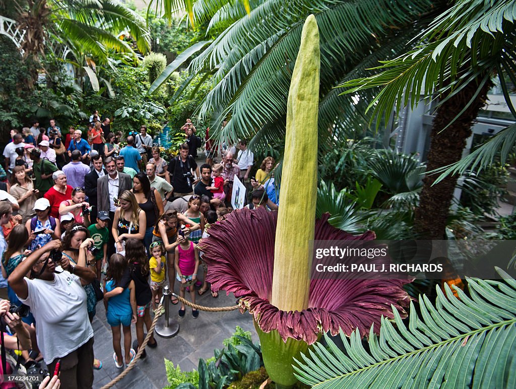 US-BOTANY-TITAN ARUM