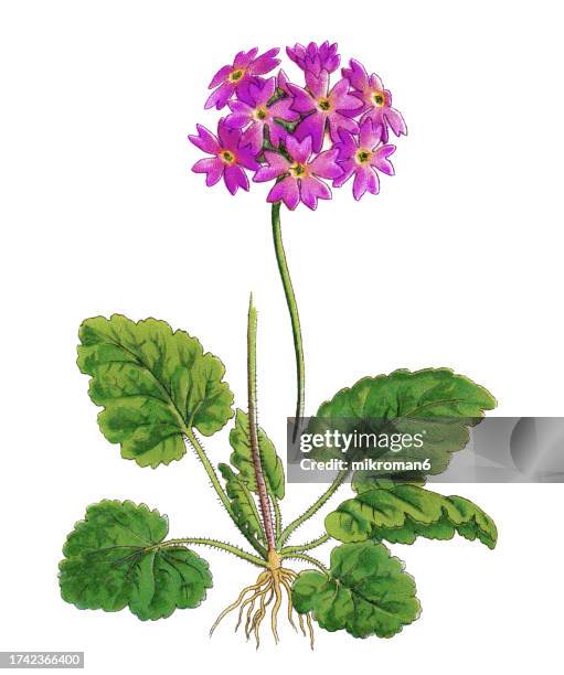 old chromolithograph illustration of botany, primula cortusoides, a very widespread species found in a large area spreading from the urals to china - primula stock pictures, royalty-free photos & images
