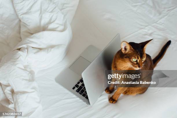 close up shot of abyssinian cat and laptop - abyssinian cat stock-fotos und bilder