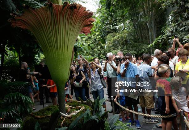 Vistiors to the U.S. Botanic Garden view the large rainforest plant known as Titan Arum, or "corpse flower" July 22, 2013 in Washington, DC. The...