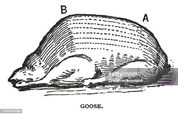 old engraved illustration of boiled turkey - tibia stock pictures, royalty-free photos & images