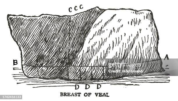 old engraved illustration of the breast of veal - tibia stock pictures, royalty-free photos & images