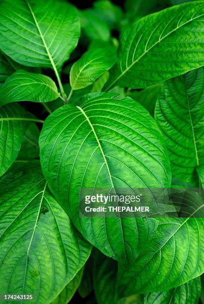 tabak pflanzen - tobacco product stock-fotos und bilder