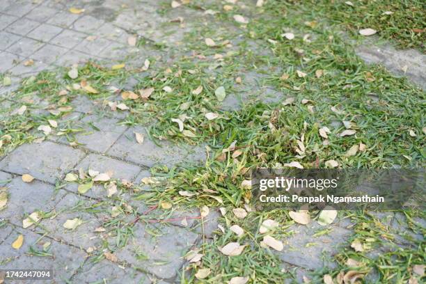 dried leaves and grass clippings on the concrete floor - grass clippings stock pictures, royalty-free photos & images