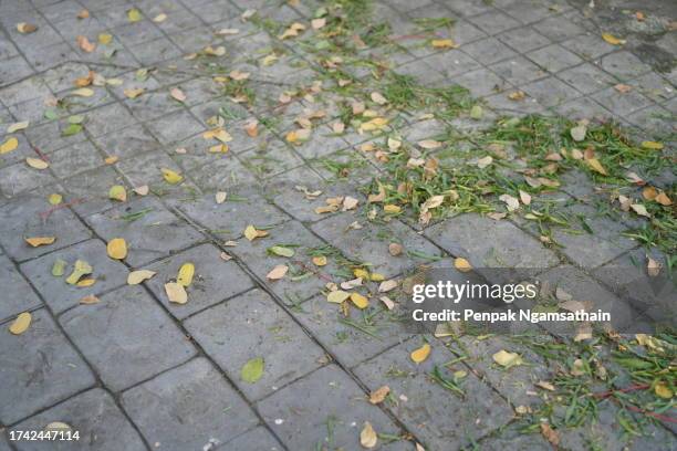 dried leaves and grass clippings on the concrete floor - grass clippings stock pictures, royalty-free photos & images
