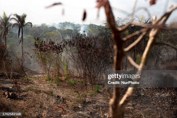 Manaus, 3rd Oct 2023 - A mixed area of fields and Amazon rainforest is burning uncontrollably, while nearby residents attempt to contain the flames....