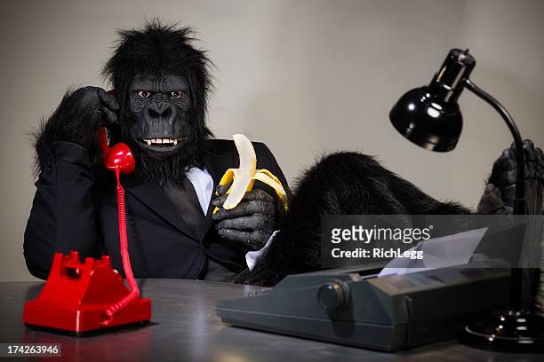 gorila ejecutivo - funny monkeys fotografías e imágenes de stock