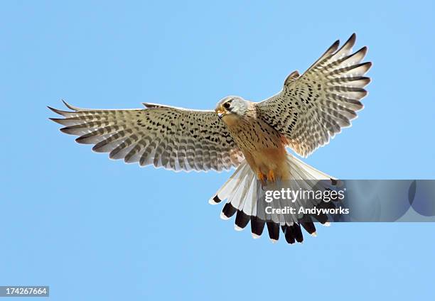 common turmfalke (falco tinnunculus) - habichtartige stock-fotos und bilder