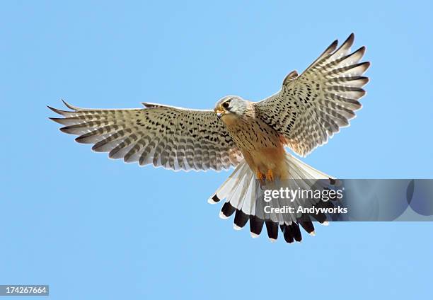 common kestrel (falco tinnunculus) - falcons bildbanksfoton och bilder