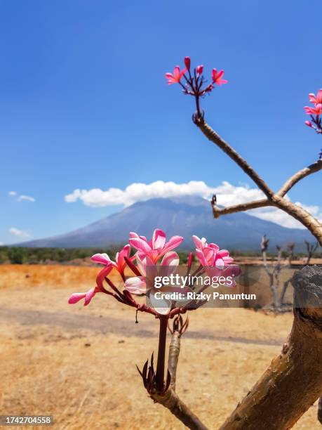 close-up of frangipani flower (pulmeria) against mountain and blue sky background - adenium obesum ストックフォトと画像