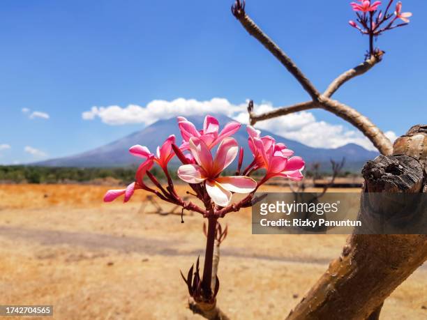 close-up of frangipani flower (pulmeria) against mountain and blue sky background - desert rose socotra stock pictures, royalty-free photos & images