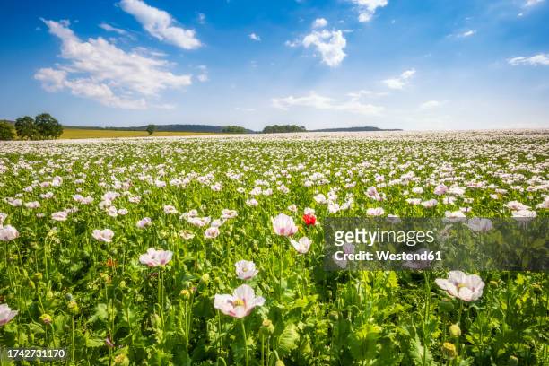 uk, england, white poppies blooming in vast summer meadow - red poppy stock pictures, royalty-free photos & images