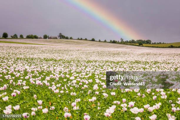 uk, england, white poppies blooming in vast summer meadow with rainbow in background - red poppy stock pictures, royalty-free photos & images