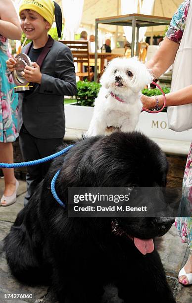 Hero Service Dog Atrayu poses with a guest at the Dogs Trust Honours held at Home House on July 23, 2013 in London, England.