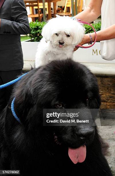 Hero Service Dog Atrayu poses with a guest at the Dogs Trust Honours held at Home House on July 23, 2013 in London, England.