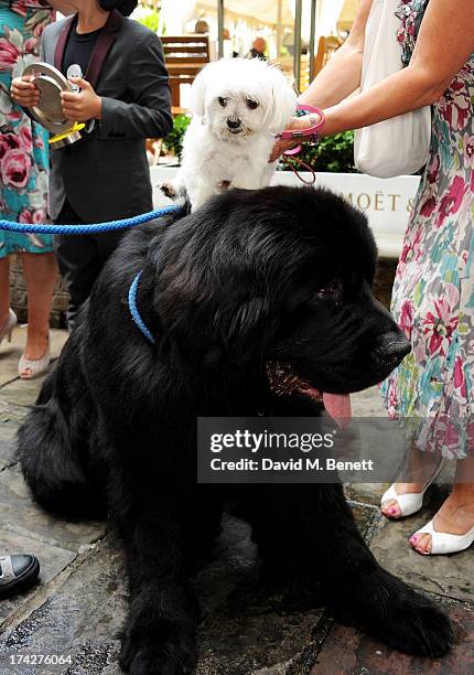 Hero Service Dog Atrayu poses with a guest at the Dogs Trust Honours held at Home House on July 23, 2013 in London, England.