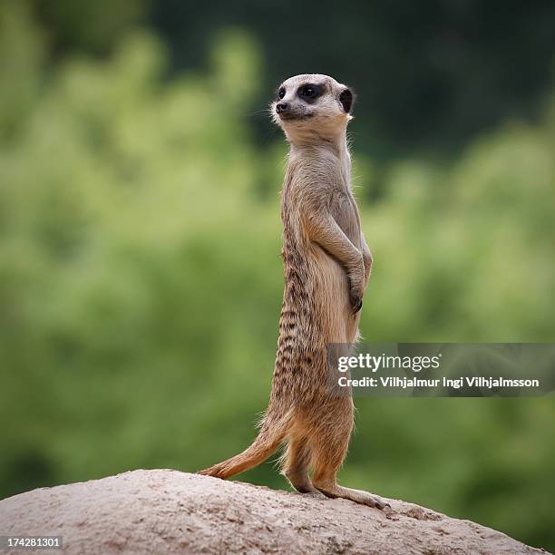 meerkat on sentry duty - meerkat stockfoto's en -beelden