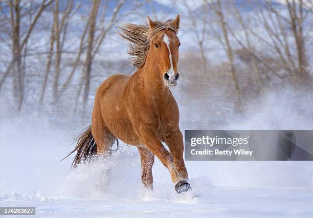 kicker - snow horses fotografías e imágenes de stock