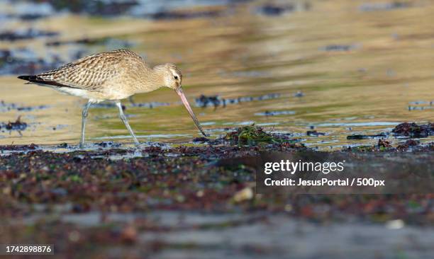 close-up of sandpiper perching in lake,spain - respeto stock pictures, royalty-free photos & images