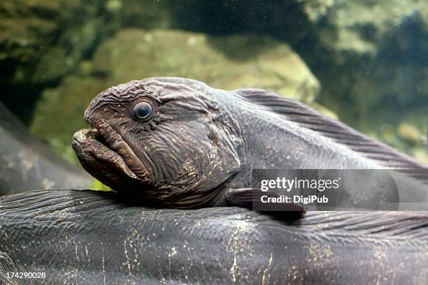 Bering Wolffish In Aquarium High-Res Stock Photo